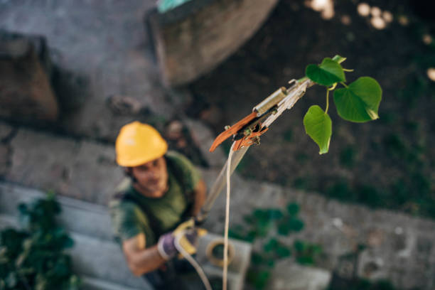 How Our Tree Care Process Works  in  Mayer, MN